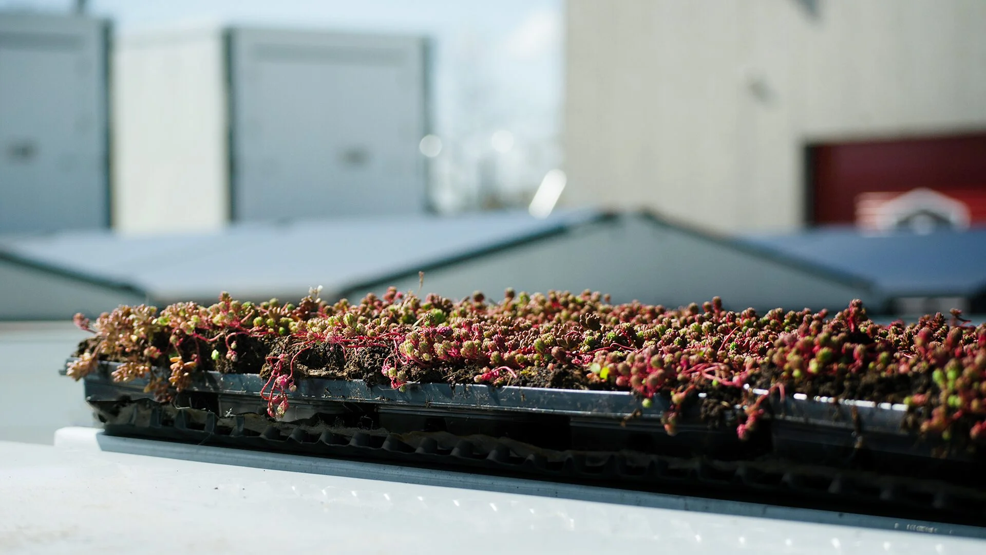 Closeupfoto van test sedum Green Roof op Z Box container